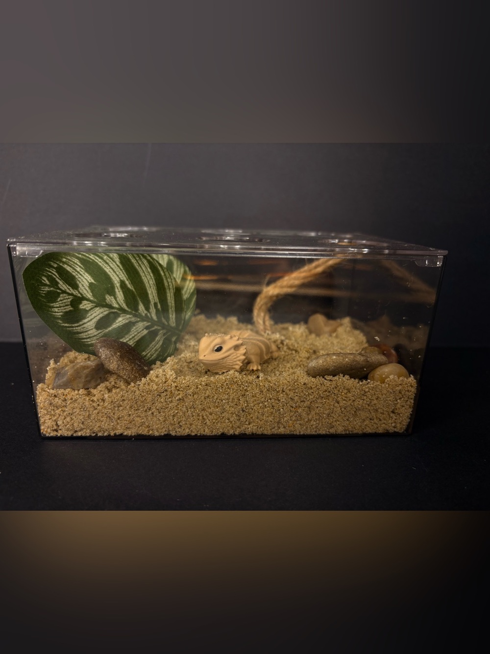 Play pretend pet bearded dragon with terrarium